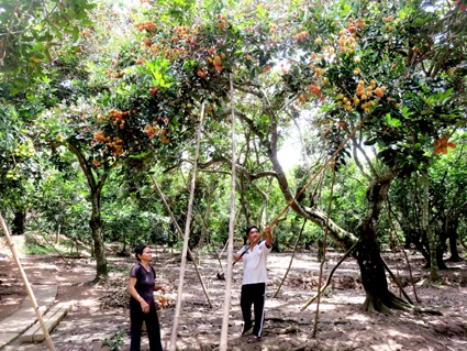 Chôm chôm VietGAP đầu ra gặp khó
