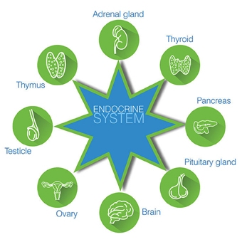 7 hoóc-môn quan trọng phụ nữ cần biết