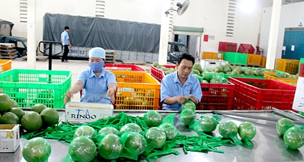 Giá bưởi da xanh giảm