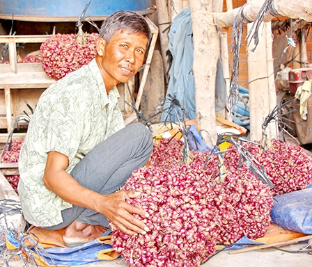 NÂNG CAO CHUỖI GIÁ TRỊ HÀNH TÍM VĨNH CHÂU
