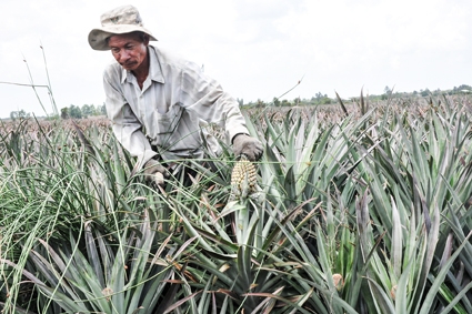 Trăn trở trên vùng chuyên canh cây khóm