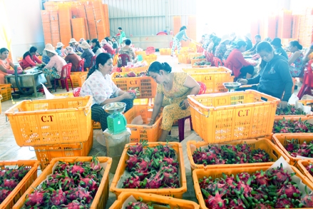 Triển vọng phát triển cây thanh long 
ở Tiền Giang