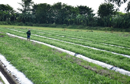 Phát triển sản xuất, nâng cao thu nhập cho người dân nông thôn