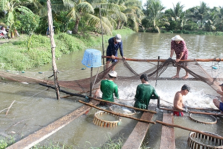 Tái cơ cấu nông nghiệp TP Cần Thơ <br>
Phải tăng thu nhập cho nông dân