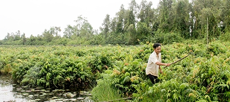 Rau choại “trổ bông”