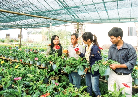 Xây dựng các mô hình liên kết giữa doanh nghiệp với nông dân thông qua hợp tác xã