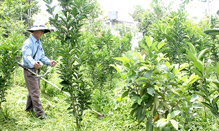 Phong Điền  “nâng chất” 
vườn cây ăn trái