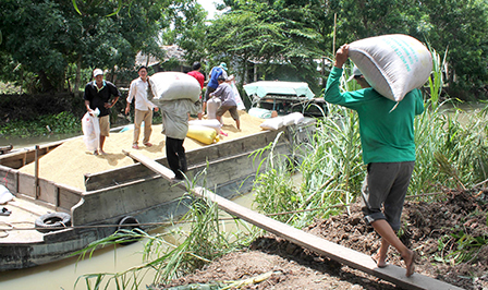 Giá lúa giảm nhẹ