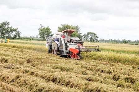 Nhà nông gặp khó vì năng suất lúa thu đông thấp