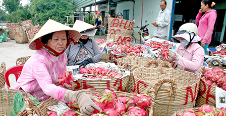 Hợp lực tìm thị trường
cho trái cây nhiệt đới