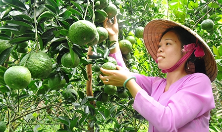 Hợp lực tìm thị trường 
cho trái cây nhiệt đới