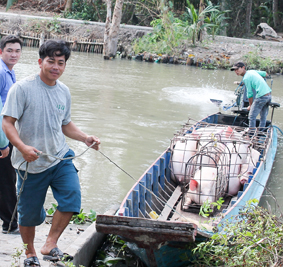 Giá heo hơi giảm