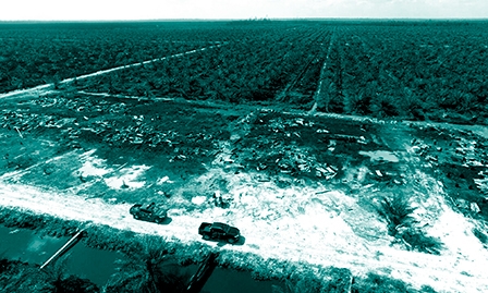 Indonesia truy tố công ty đốt rừng trái phép