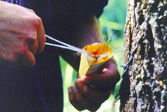 Tóc giúp xác định danh tính tốt hơn ADN?