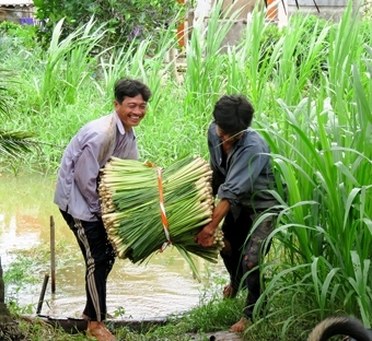 Giá sả tăng cao kỷ lục