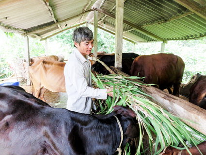 Khá giả nhờ nuôi bò