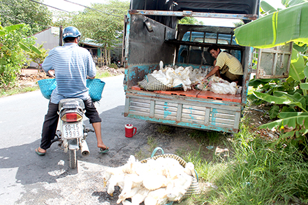 Nguồn cung giảm, giá vịt thịt tăng cao