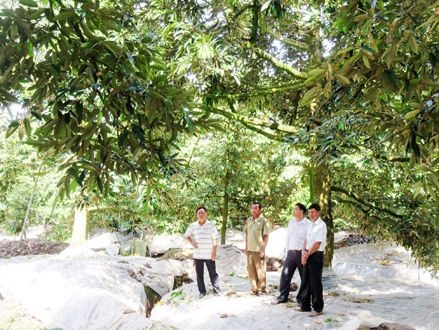 Tân Phong chú trọng phát triển vườn cây ăn trái