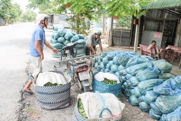 Giá nhiều loại rau củ quả tăng
