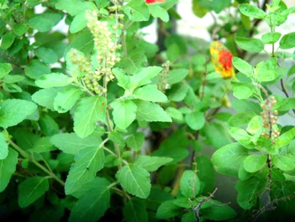 Cách dùng nguyên liệu nhà bếp chữa nhanh ngộ độc thực phẩm