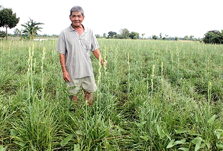 Trồng huệ trắng thu nhập cao gấp 10 lần trồng lúa