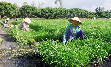 Đảm bảo lợi nhuận cho nông dân trong chuỗi giá trị nông sản