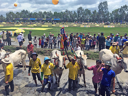 Number 1 mang đến không khí náo nhiệt cho Lễ hội đua bò Bảy Núi