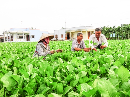 Lão nông “mê” rau VietGap