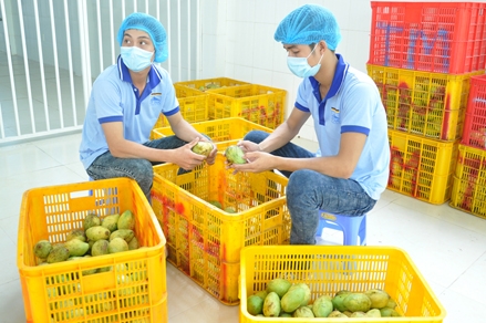 Trái cây rộng đường xuất khẩu