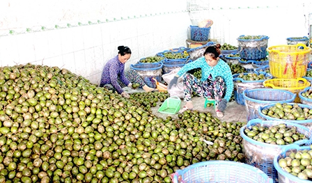Nông dân trồng cóc thuận lợi về đầu ra sản phẩm