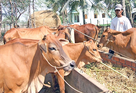 Giá bò thịt tăng, người chăn nuôi phát triển quy mô đàn