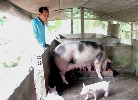 Tái đàn heo 
chuẩn bị cho thị trường Tết