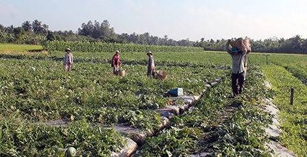 Tập trung thực hiện các giải pháp nâng cao hiệu quả sản xuất nông nghiệp