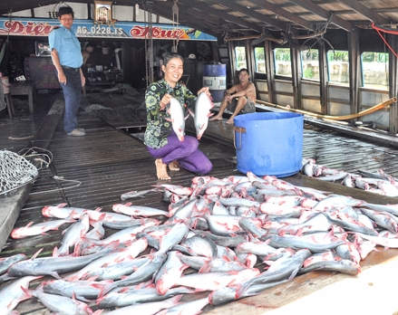 Cơn sốt giá cá tra liệu có kéo dài?