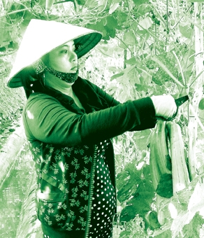 Tổng doanh thu từ sản xuất nông nghiệp đạt trên 4.100 tỉ đồng