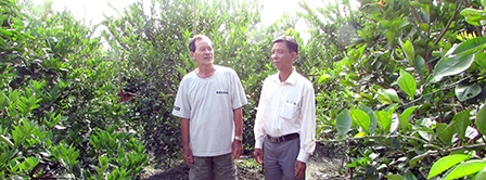 Vĩnh Thạnh: Nâng cao hiệu quả phong trào 
nông dân sản xuất kinh doanh giỏi