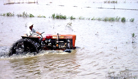 Cần sớm chủ động ứng phó với 
thời tiết bất lợi, bảo vệ sản xuất
