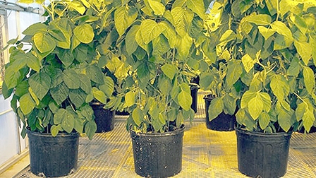 Kỹ thuật mới giúp cây đậu nành tăng sản lượng thêm 36%