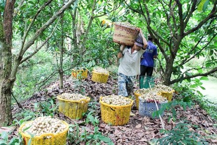 Tăng cường liên kết nâng cao hiệu quả trồng trọt