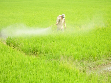 Mù mắt vì thuốc bảo vệ thực vật
