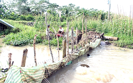 Phong Điền: Các đập dã chiến bảo vệ hiệu quả nhiều diện tích trồng cây ăn trái, rau màu