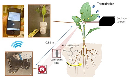Công nghệ “nano sinh học thực vật” giúp phát hiện 
bom mìn và giám sát môi trường