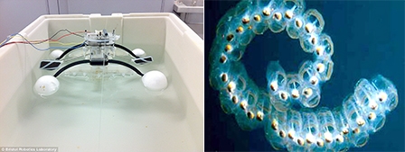 Robot “ăn” sinh vật sống giúp làm sạch nước nhiễm bẩn