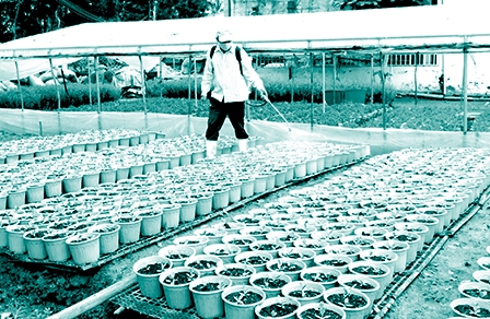 Làng hoa Mỹ Tho thấp thỏm thất mùa