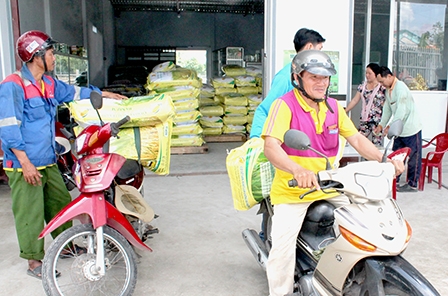 Sôi động thị trường lúa giống