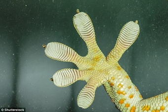 Những phát minh y học lấy cảm hứng từ thế giới tự nhiên