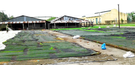 Tạo cơ hội cho nông dân tiếp cận giống lúa mới