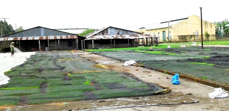 Tạo cơ hội cho nông dân tiếp cận giống lúa mới