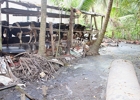 Chăn nuôi gia súc gây ô nhiễm môi trường