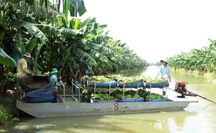 Xuất khẩu chuối công nghệ cao